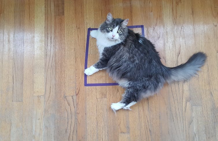 Why can’t cats resist thinking inside the box?