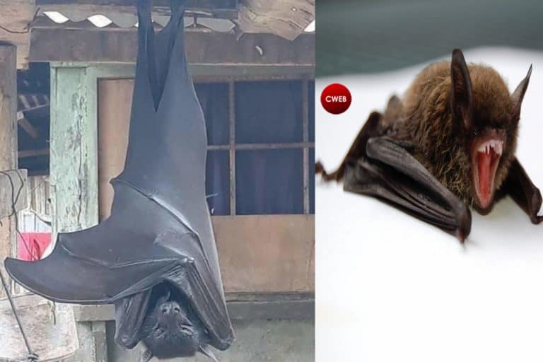 Image Of A Massive Bat From Philippines Could Invade The World