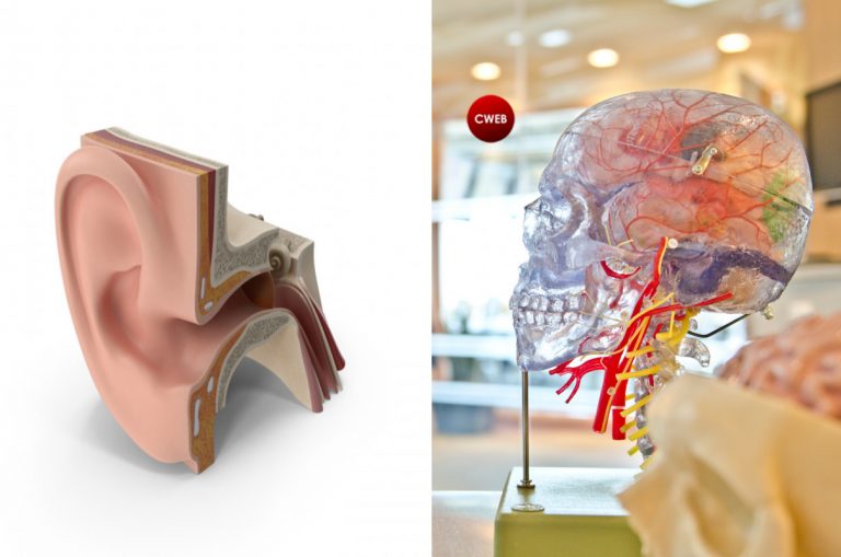 Scientists 3D Printed Ears Inside Living Mice Using Light