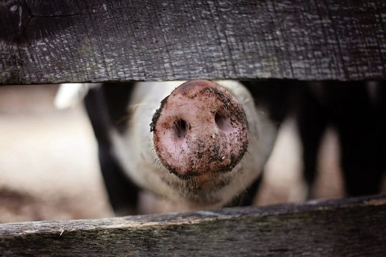 Will Cultured Bacon Be Delicious? A Dutch Startup Is Developing the First Lab-Grown Pork