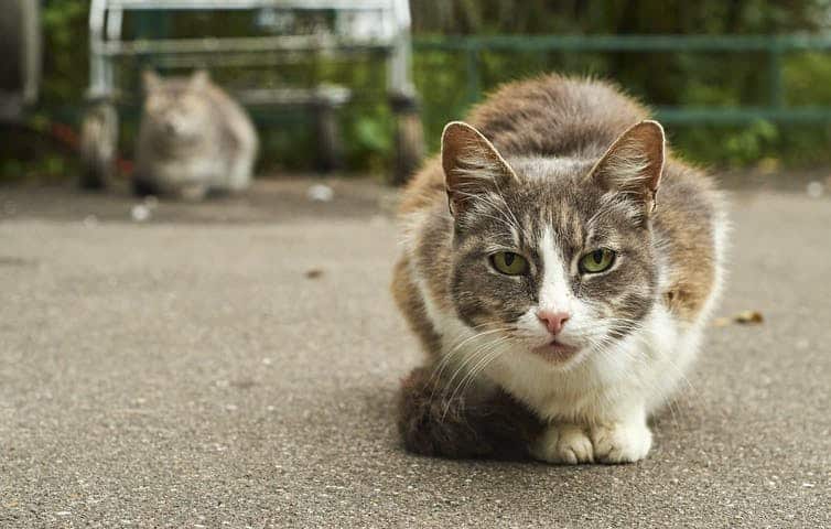Don’t Blame cats for destroying wildlife — shaky logic is leading to moral panic