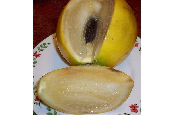 Abiu is a tropical fruit tree located in the Amazonian region of South America