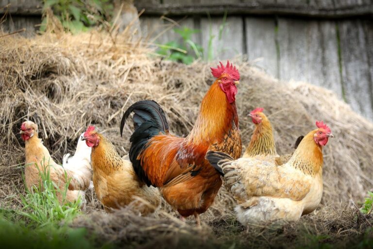 Poultry and Egg Supplies Are Threatened as Bird Flu Hits Northern California Chicken Farms
